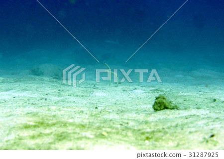 Underwater photograph 31287925