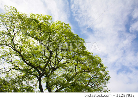 Green trees and blue sky 31287932