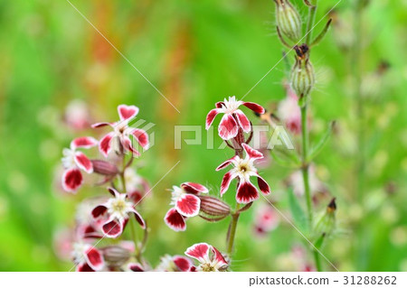 蠅子草 蠅子草 31288262