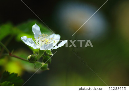 Blackberry flowers 31288635