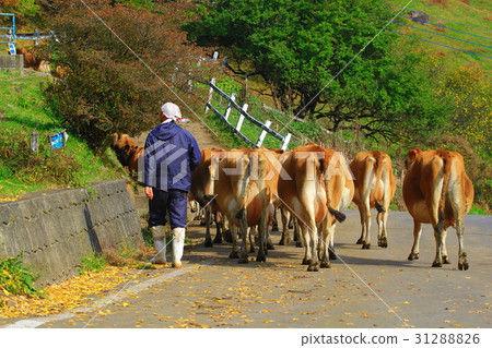 Brought to the cattle herd Brought to the cattle herd 31288826