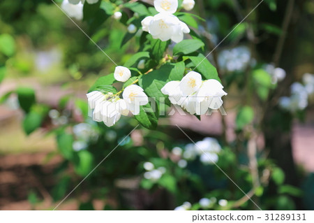 Baikutsugi flower 31289131