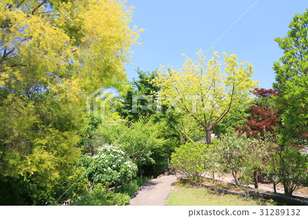 新鮮的綠色植物園 31289132