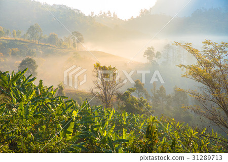 Beautiful scenery  during time the sunrise view  31289713