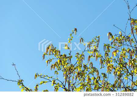 Birch pollen 31289882