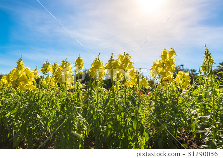 Fabulous beautiful yellow rape flowers  31290036