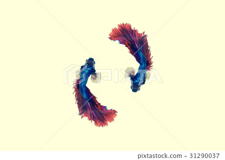 siamese fighting fish , betta isolated on white  31290037