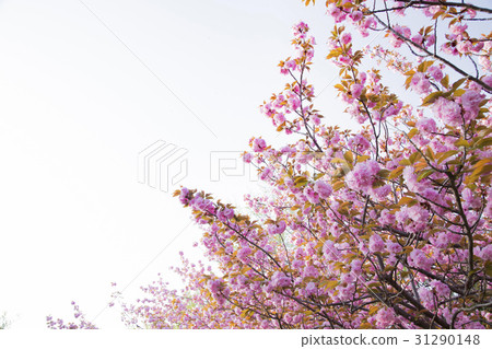 Tokyo Metropolitan Higashimurayama Central Park Kanzan (Sekiyama Sakura) 31290148