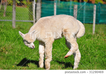 Alpaca on green grass Alpaca on green grass 31290469