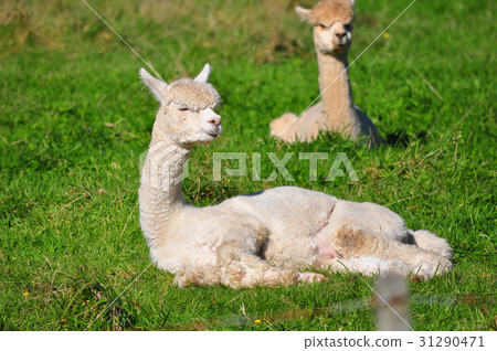 Alpaca on green grass Alpaca on green grass 31290471