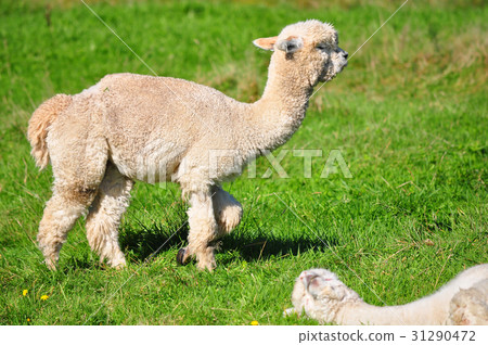 Alpaca on green grass Alpaca on green grass 31290472