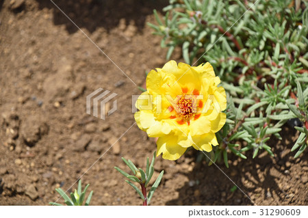 Matsuba button (Matsuba peony) 31290609