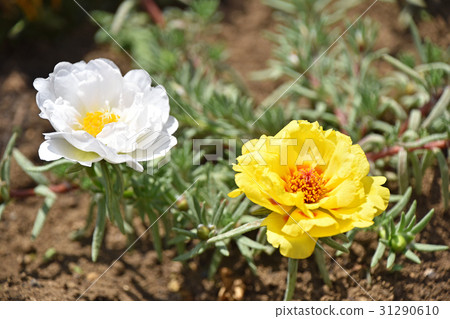 Matsuba button (Matsuba peony) 31290610