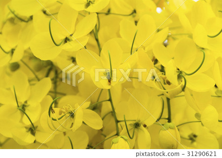 Yellow flowers blooming in the summer 31290621