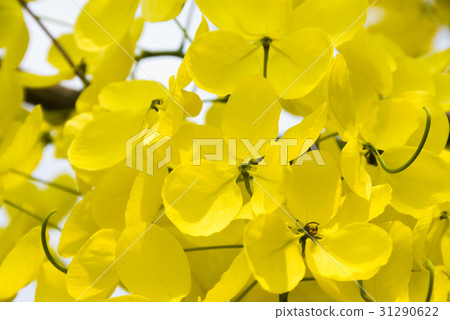 Yellow flowers blooming in the summer 31290622