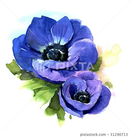 Anemone. Watercolor illustration 31290713