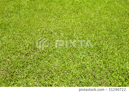 Green lawn for background 31290722