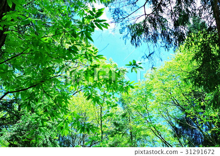 Log house and swing in the forest 31291672