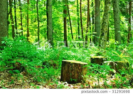 Stumps in the forest Stumps in the forest 31291698