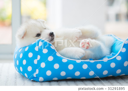 Happy siberian puppy 31291895