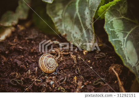 Empty snail shell on the ground at the garden Empty snail shell on the ground at the garden 31292151