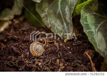 Empty snail shell on the ground at the garden 31292152