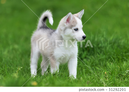 Cute little husky puppy Cute little husky puppy 31292201