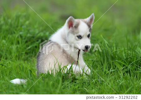 Cute little husky puppy 31292202