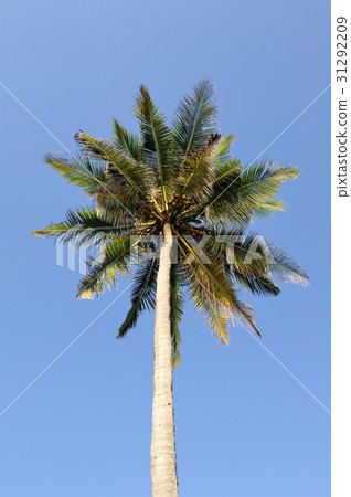 Beautiful palm trees Beautiful palm trees 31292209