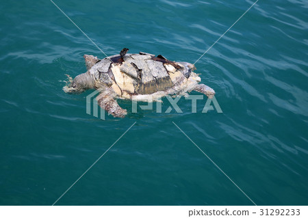 Dead sea turtles in the ocean. 31292233