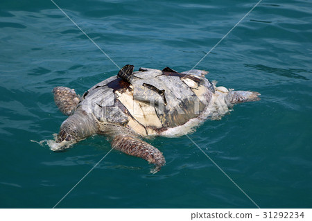 Dead sea turtles in the ocean. 31292234