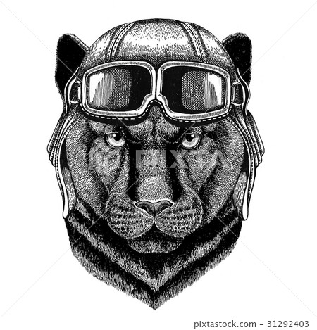 Panther Puma Cougar Wild cat wearing leather 31292403