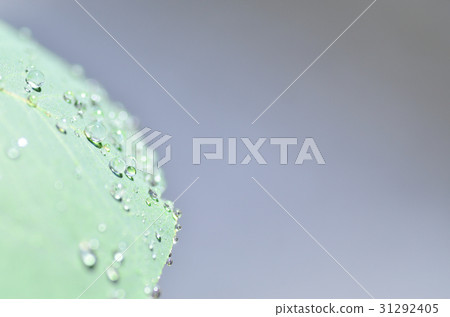 Eucalyptus leaves and water drops 31292405