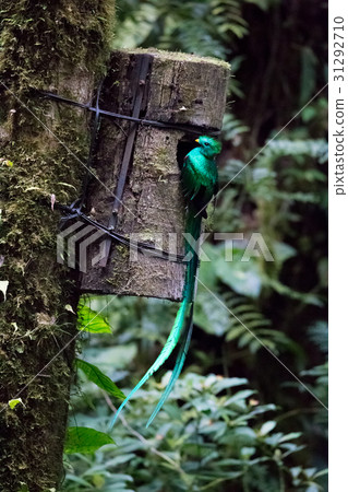 Quetzal bird wild Monteverde Costa Rica 31292710