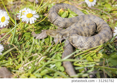 Snake,viper Snake,viper 31292782