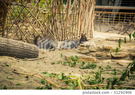Red-necked wallaby in the zoo Red-necked wallaby in the zoo 31292906