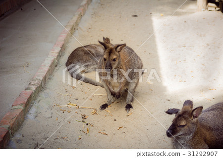 Red-necked wallaby in the zoo 31292907