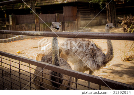 Brown ostrich at the zoo Brown ostrich at the zoo 31292934