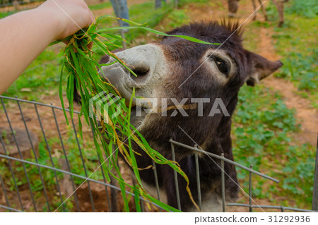 Child feeding a donkey Child feeding a donkey 31292936