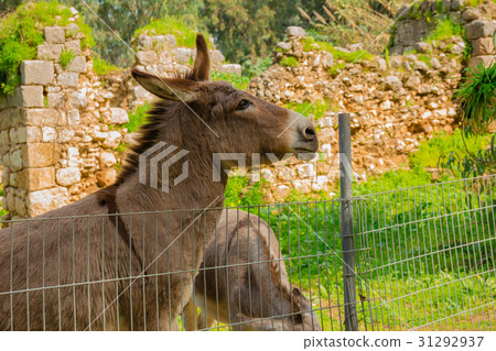 Donkey behind metal fence Donkey behind metal fence 31292937