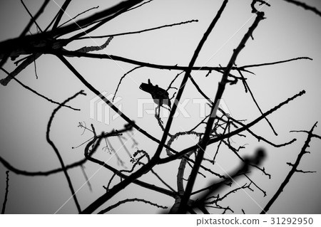 Crow on tree branches Crow on tree branches 31292950
