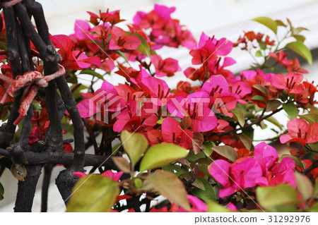 Bougainvillea Bougainvillea 31292976