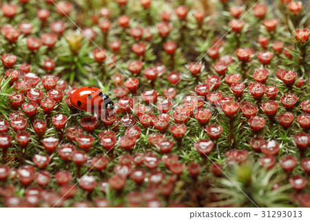 Red ladybird and blossom moss Red ladybird and blossom moss 31293013