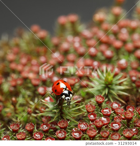 Ladybird on red blossom moss 31293014