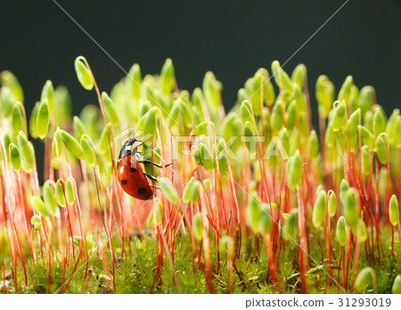Ladybird climbing on moss stalks 31293019