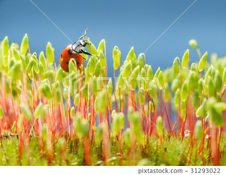 Ladybird in moss Ladybird in moss 31293022