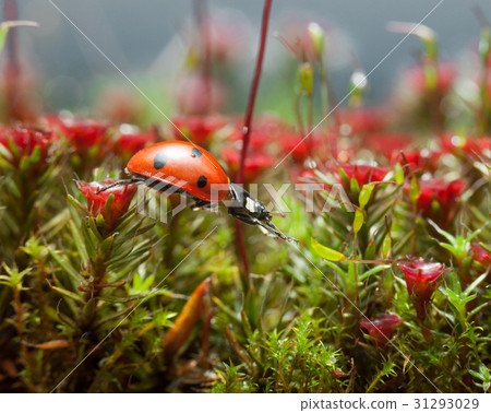 Ladybird get over blossom moss, step two Ladybird get over blossom moss, step two 31293029