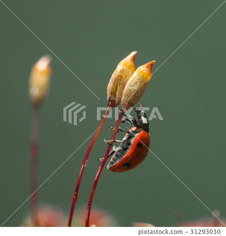 Ladybird Climbed On Haircap Moss Seta 照片素材 圖片 圖庫