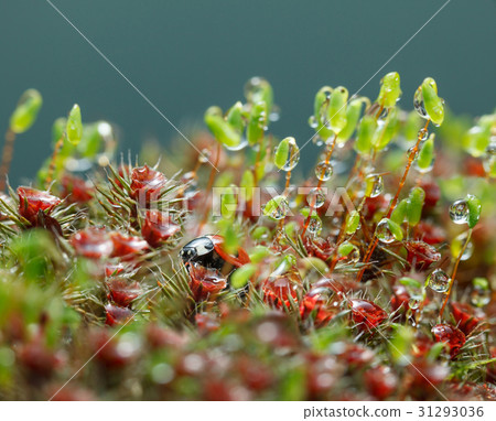 Ladybird hidden in moss after the rain 31293036