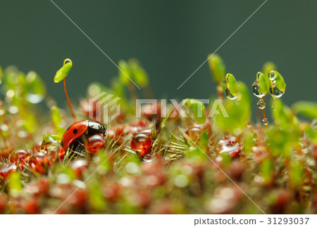 Ladybird and rain drops on moss 31293037